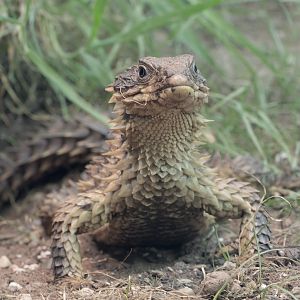 Giant girdled lizard