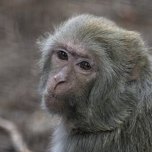 Rhesus macaque