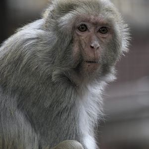Rhesus macaque