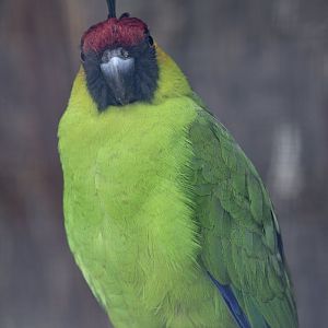 Horned parakeet