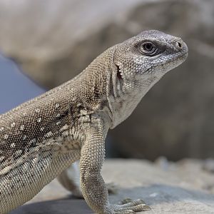 Desert iguana