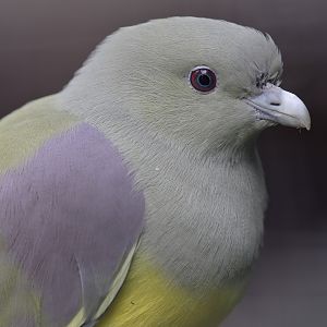 Bruce's green pigeon
