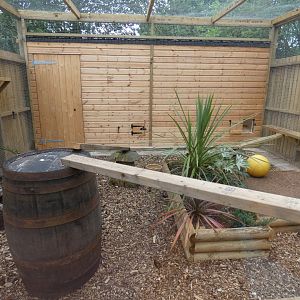 Rusty-spotted Cat outdoors