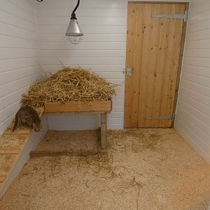 Rusty-spotted Cat indoors