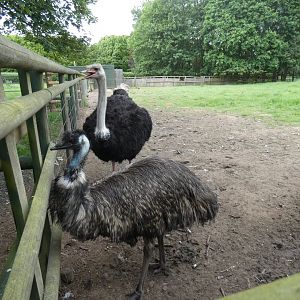 Ostrich and Emu