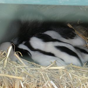 Striped Skunk babies