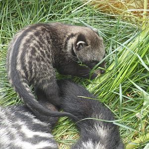 African Civet baby