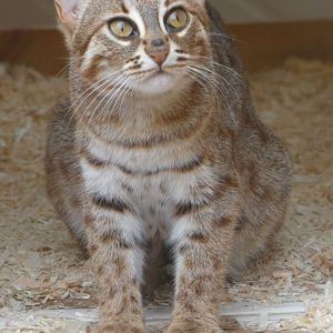 Rusty-spotted Cat
