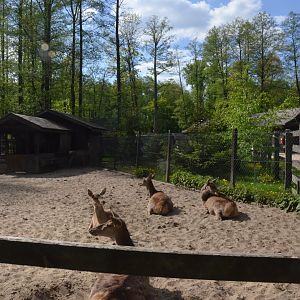 Red Deer at Akcent Zoo Białystok, 08/05/19