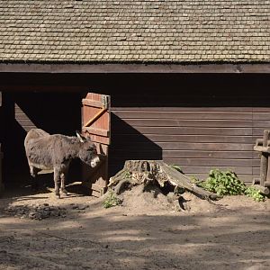 Donkey Stabling at Akcent Zoo Białystok, 08/05/19