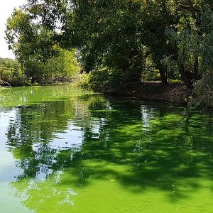 Crocodile river tour