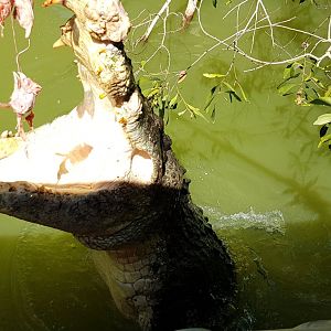 jumping croc - Tetley