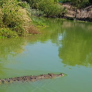 cruising croc on the river/lagoon