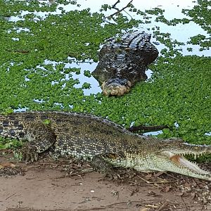 2 crocs still hungry from the river boat feeding....