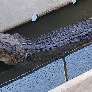 large male croc in the breeding pens