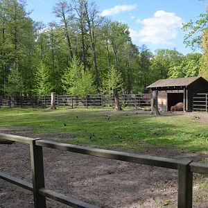 European Bison Enclosure at Akcent Zoo Białystok, 08/05/19