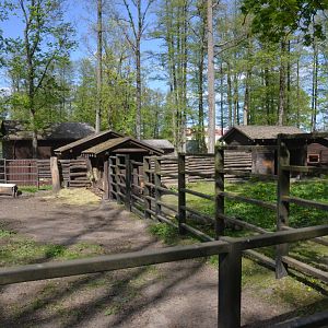 European Bison Enclosure at Akcent Zoo Białystok, 08/05/19
