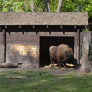 European Bison at Akcent Zoo Białystok, 08/05/19