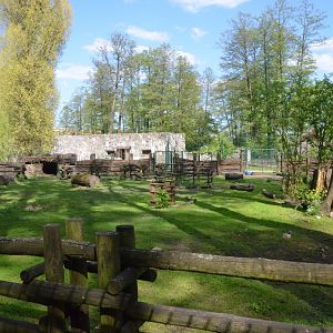 Wild Boar Enclosure at Akcent Zoo Białystok, 08/05/19