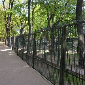 Wolf Viewing from Perimeter Fence at Akcent Zoo Białystok, 08/05/19