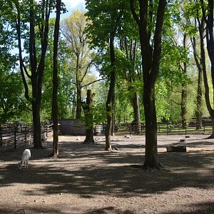 Fallow Deer Enclosure at Akcent Zoo Białystok, 08/05/19