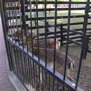 European Fallow Deer at Akcent Zoo Białystok, 08/05/19