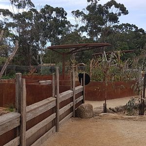 Koala enclosure