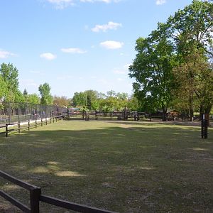 Konik Enclosure at Akcent Zoo Białystok, 08/05/19