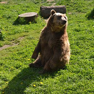 Brown Bear at Akcent Zoo Białystok, 08/05/19