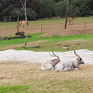 Addax and Przewalskii horses