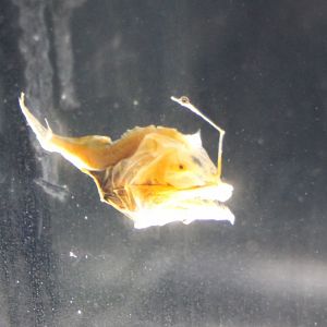 Danaphryne nigrifilis