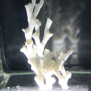 Coldwater coral - Lophelia pertusa