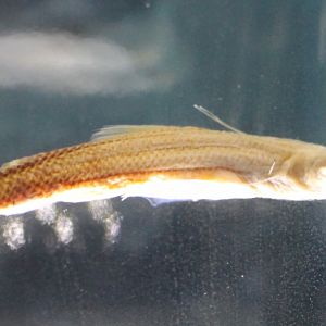 Spiderfish - Bathypterois dubius