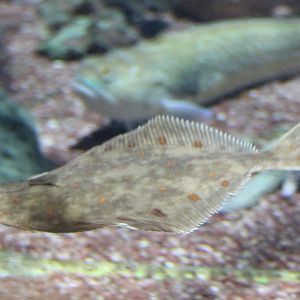 Pleuronectes platessa