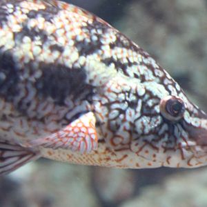 Spotted wrasse - Labrus bergylta