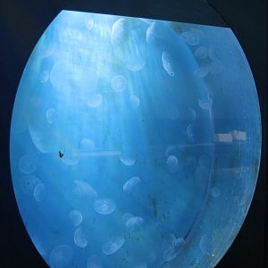 Aquarium jellyfish