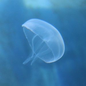 Jellyfish