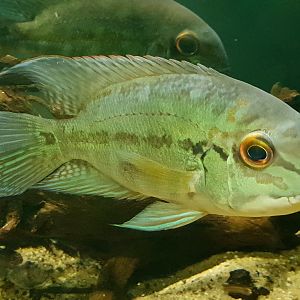 Hoplarchus psittacus