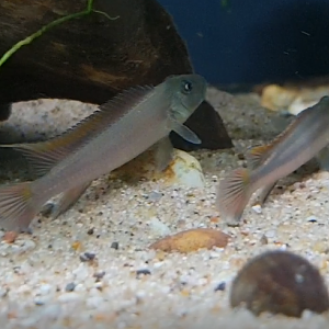 "Ultra Slender" Buffalohead - Steatocranus species Ultra Slender