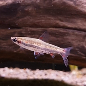 Nannostomus trifasciatus