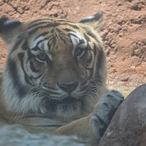 Tiger enjoying the pool