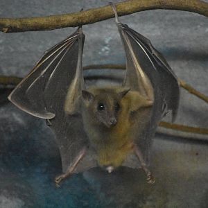 Bat (species ID needed. Egyptian fruit bat?)