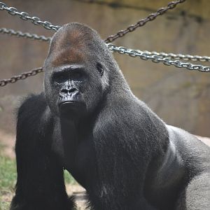 Gorilla