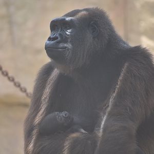 Proud mother (gorilla)