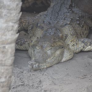 Orinoco crocodile