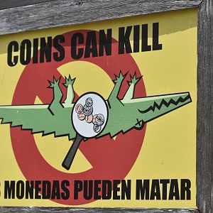 Coins Can Kill crocodile sign