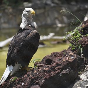 Bald eagle
