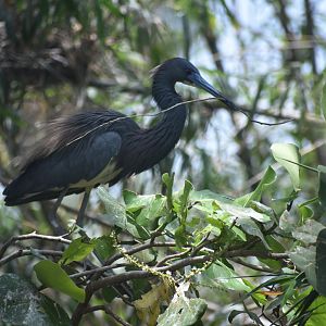 Little blue heron (wild)