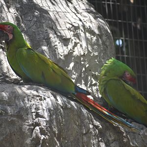 Great green macaws
