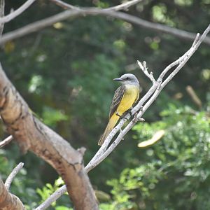 Couch's kingbird(?) wild